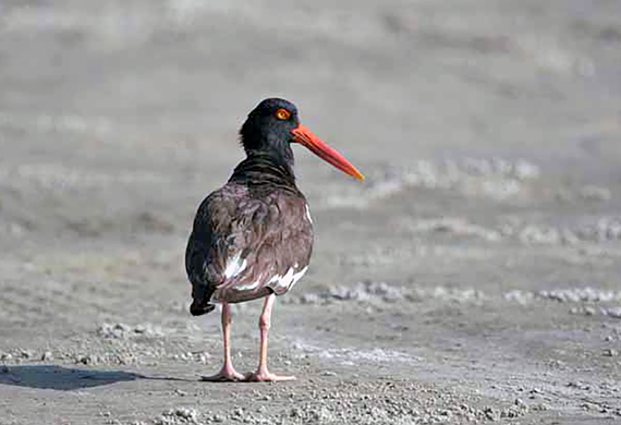 American Oystercatcher by Roger Clark